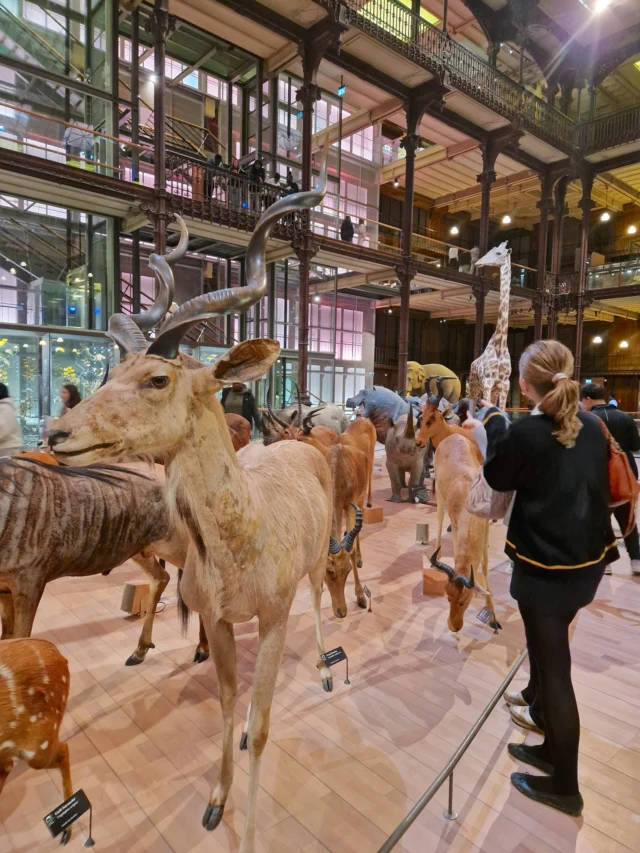 Nouvelle immersion culturelle pour les élèves internationaux du programme FLE avec une visite du Muséum national d’Histoire naturelle et de la Galerie de l’Évolution. 

Au cœur de Paris, les élèves ont exploré la diversité du monde vivant et les grandes étapes de l’évolution, à travers un parcours immersif favorisant l’observation, l’enrichissement du vocabulaire scientifique et la compréhension de notions clés. La sortie s’est également prolongée par la découverte du Jardin des Plantes, véritable lieu emblématique du 5ᵉ arrondissement, offrant une lecture différente de ce quartier mythique de la capitale. 

Une expérience complète, où l’apprentissage du français prend vie à travers la science, la culture et l’exploration du terrain — une nouvelle étape dans leur parcours FLE.
